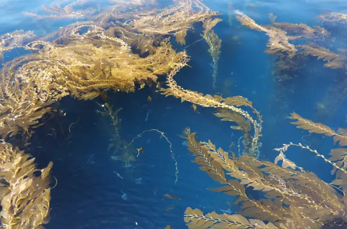 Giant Kelp (Macrocystis pyrifera) forest canopy, California