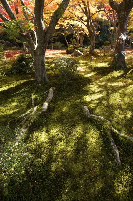 Japanese Maple (Acer palmatum) trees in fall colors, Kyoto, Japan