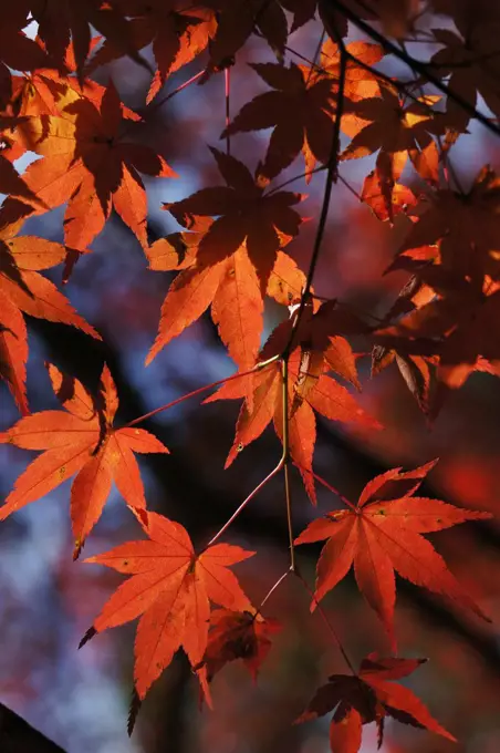 Japanese Maple (Acer palmatum) leaves in fall colors, Kyoto, Japan