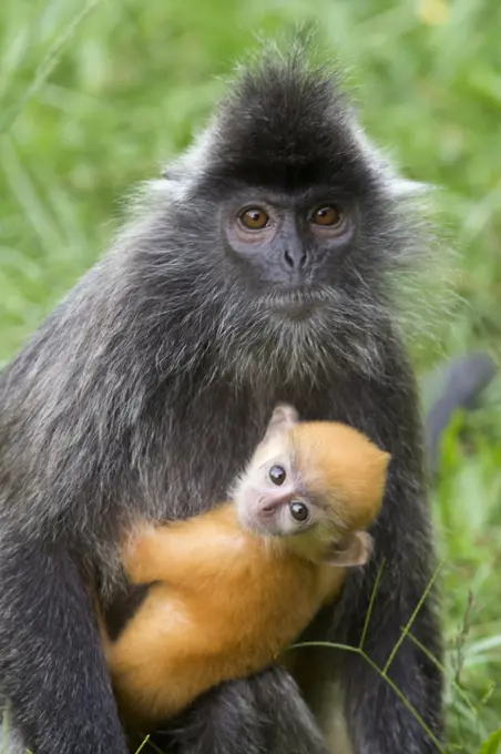 Silvered Leaf Monkey (Trachypithecus cristatus) mother holding very young infant, Sabah, Malaysia