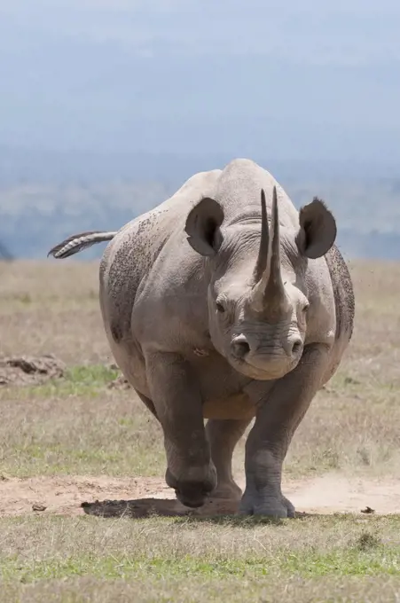 Black Rhinoceros (Diceros bicornis), Solio Ranch, Kenya