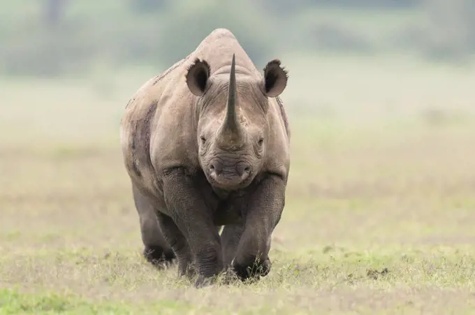 Black Rhinoceros (Diceros bicornis), Solio Ranch, Kenya