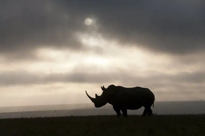 White Rhinoceros (Ceratotherium simum) at sunset, Solio Game Reserve, Kenya