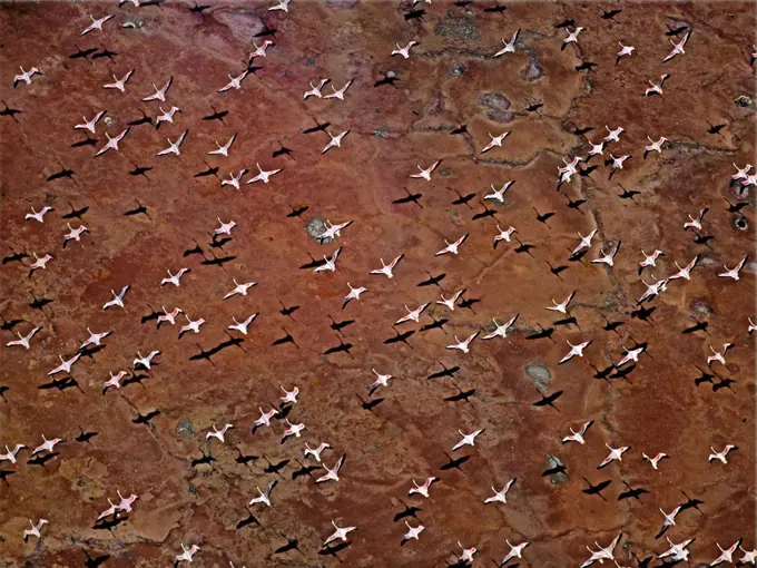 Lesser Flamingo (Phoenicopterus minor) flock flying, Lake Magadi, Kenya