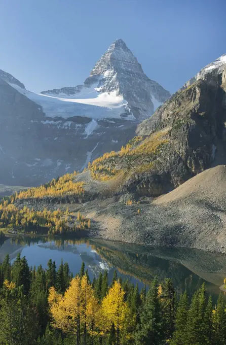 Larch (Larix sp) trees in autumn below Mount Assiniboine with Sunburst Lake, Mount Assiniboine Provincial Park, British Columbia, Canada