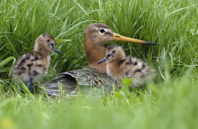 Black-tailed Godwit (Limosa limosa) mother with chicks at nest, Waterland, Netherlands