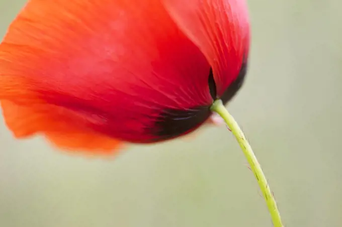 Red Poppy (Papaver rhoeas), Haarzuilens, Netherlands