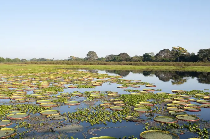 Amazon Water Lily (Victoria amazonica), Porto Jofre, Brazil