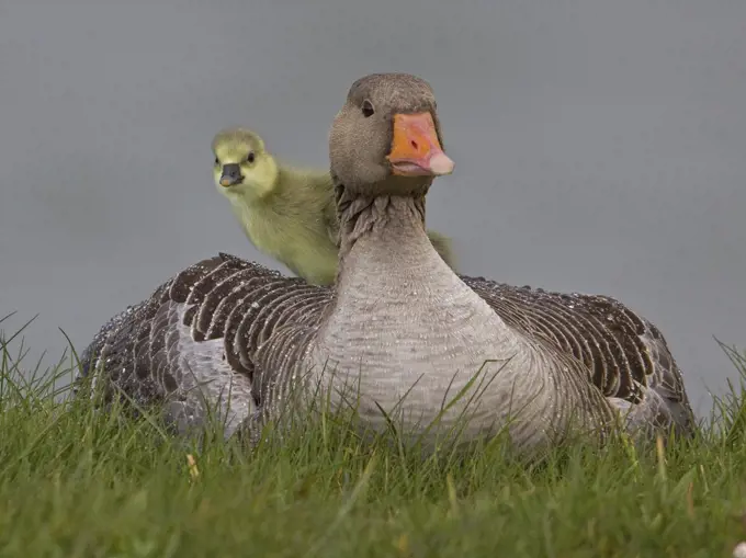 Greylag Goose (Anser anser) gosling on parent, Almere, Netherlands