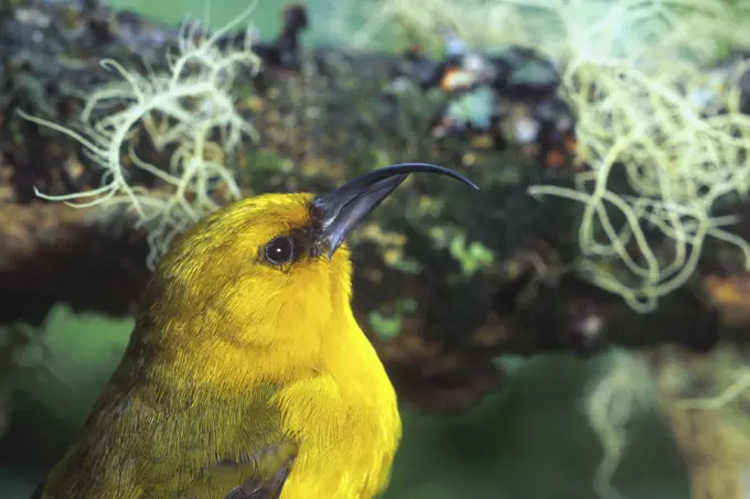 Akiapolaau (Hemignathus wilsoni) male, Hawaii