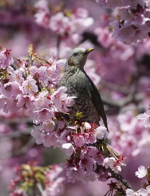 Brown-eared Bulbul (Microscelis amaurotis) in spring, Japan