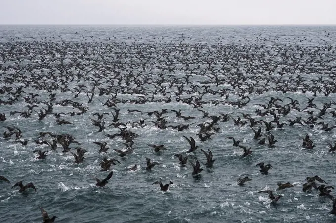 Short-tailed Shearwater (Puffinus tenuirostris) massive flock taking flight, Hokkaido, Japan