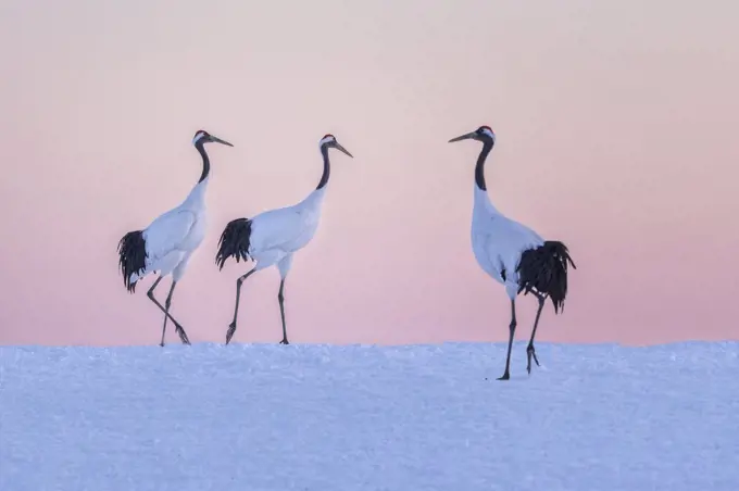 Red-crowned Crane (Grus japonensis) trio in snow, Hokkaido, Japan