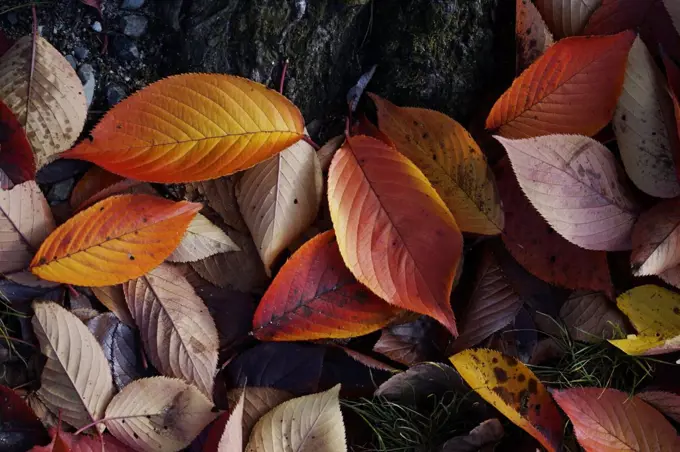 Japanese Persimmon (Diospyros kaki) leaves in fall, Kyoto, Japan