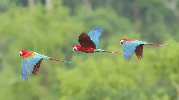 Scarlet Macaw (Ara macao) trio flying, Tambopata National Reserve, Peru