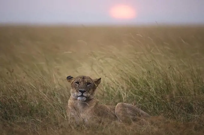 African Lion (Panthera leo) female in savanna, Masai Mara, Kenya