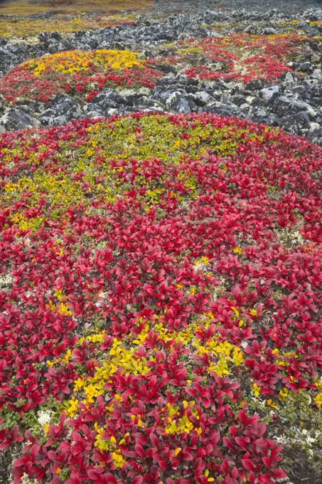 "Tundra in autumn, Dempster Highway, Yukon, Canada"