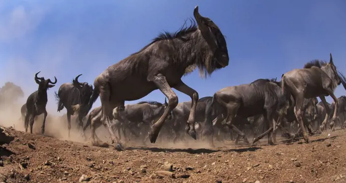 Blue Wildebeest (Connochaetes taurinus) herd running, Masai Mara, Kenya