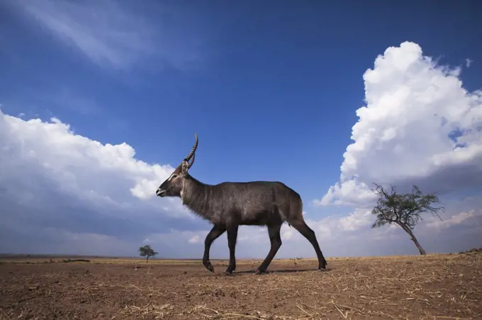 Defassa Waterbuck (Kobus ellipsiprymnus defassa) male in savanna, Masai Mara, Kenya