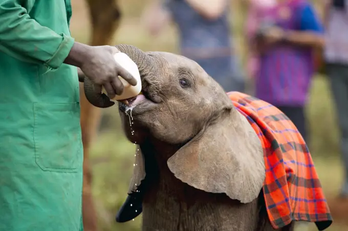 Baby elephants in the play yard, David Sheldrick Wildlife Trust, Nairobi, Kenya