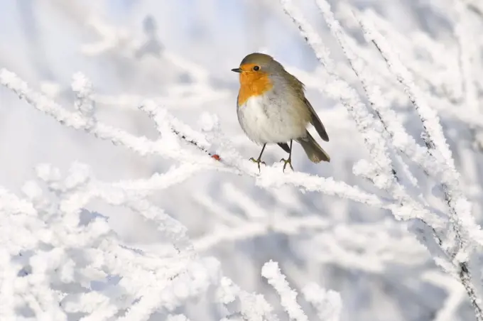 European Robin (Erithacus rubecula) in winter, Schagen, Noord-Holland, Netherlands