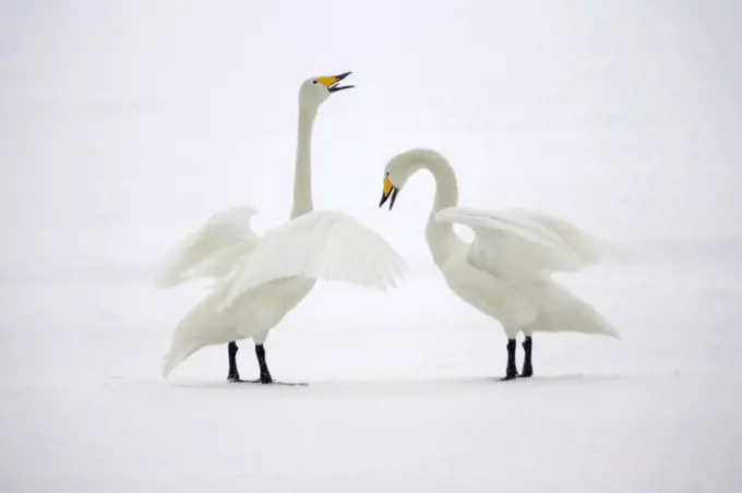 Whooper Swan (Cygnus cygnus) courting in snow, Hokkaido, Japan