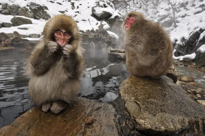 Japanese Macaque (Macaca fuscata) pair at volcanic hot springs, Jigokudani, Joshinetsu Kogen National Park, Japan