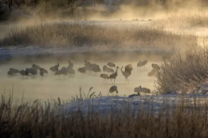 Red-crowned Crane (Grus japonensis) group in river, Hokkaido, Japan