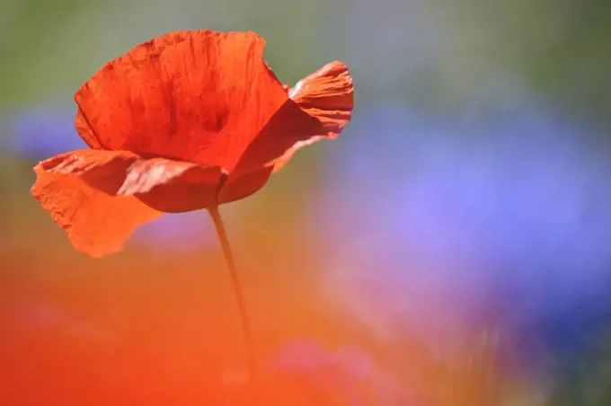 Red Poppy (Papaver rhoeas) flower, Feldberg, Mecklenburg-Vorpommern, Germany