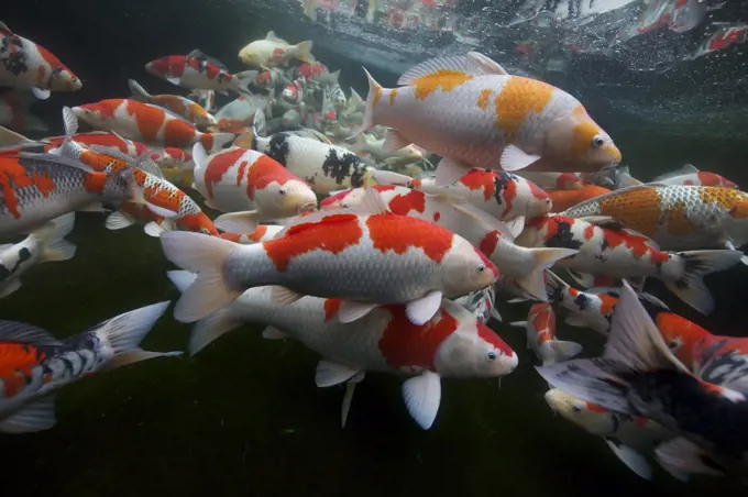 European Carp (Cyprinus carpio) variety Kohaku Koi, Nigata, Japan