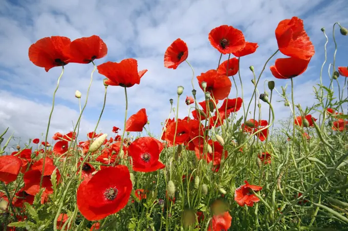 Red Poppy (Papaver rhoeas) field, Bursfelde, Lower Saxony, Germany