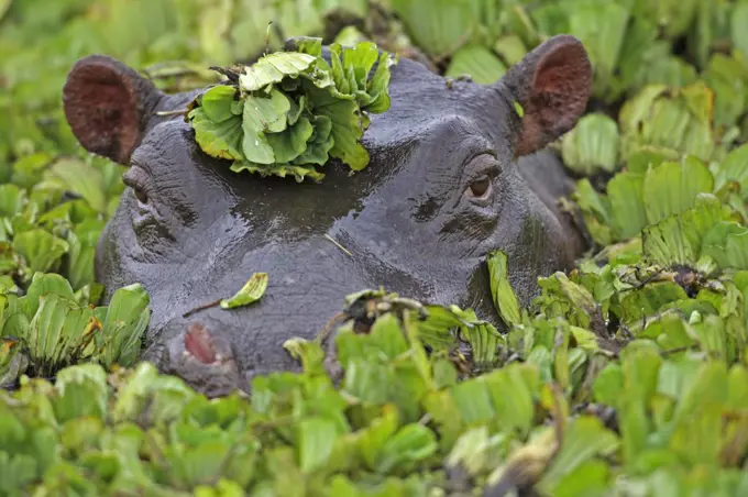 Hippopotamus (Hippopotamus amphibius) covered with water lettuce, Masai Mara, Kenya