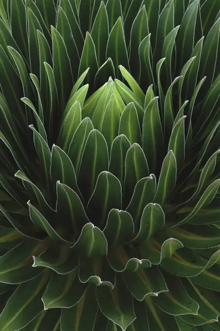 Giant Lobelia (Lobelia deckenii keniensis), Mount Kenya National Park, Kenya