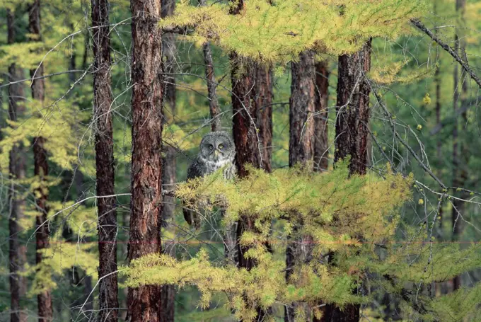 Great Gray Owl (Strix nebulosa), British Columbia, Canada