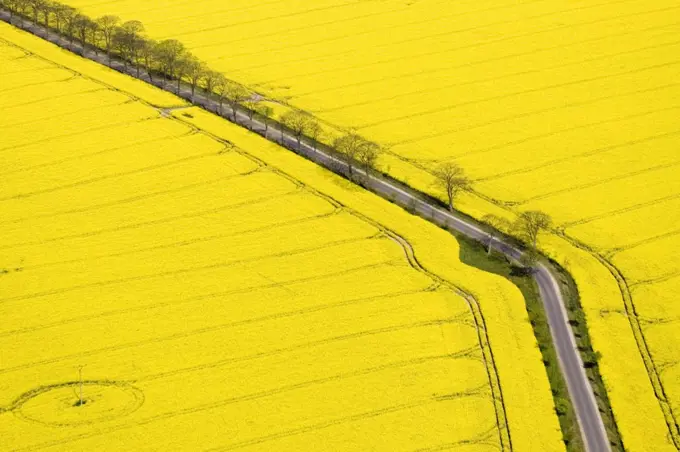 Oil Seed Rape (Brassica napus) fields, Bad Doberan, Germany