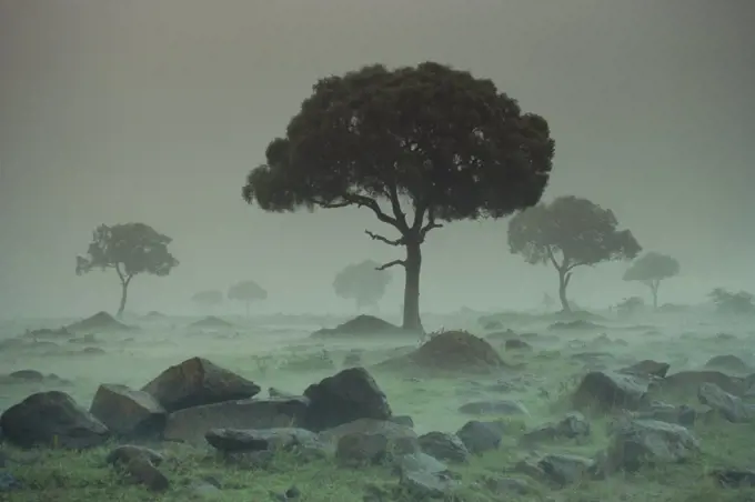 Rain storm on the Serengeti Plains, Kenya