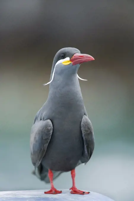 Inca Tern (Larosterna inca) portrait, Pucusana, Peru