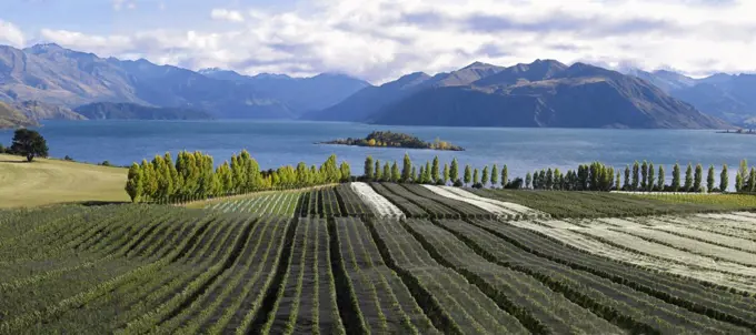 Rippon vineyard, Otago, South Island, New Zealand