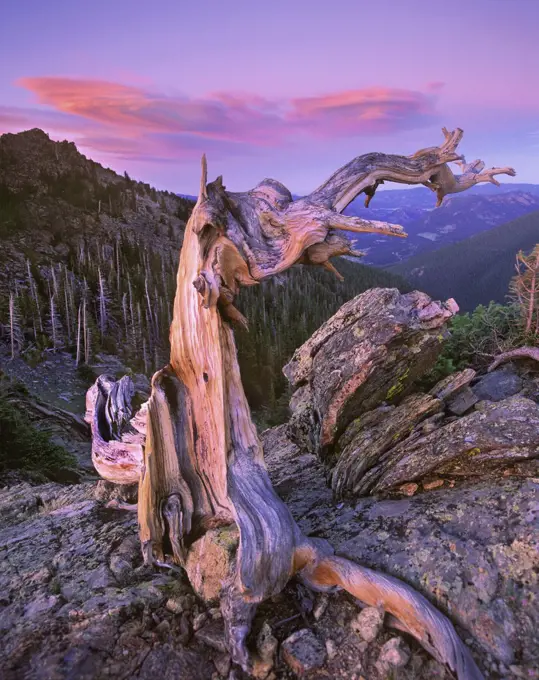 Rocky Mountains Bristlecone Pine (Pinus aristata) tree overlooking forest, Rocky Mountain National Park, Colorado