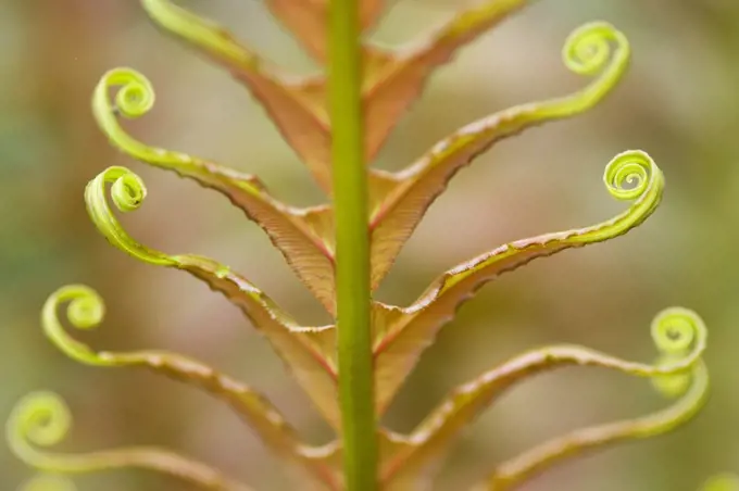 Fern frond uncurling, Atlantic Forest, Sao Paulo, Brazil