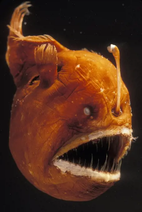 Humpback Anglerfish (Melanocetus johnsoni) deep sea species showing fishing pole with bioluminescent lure used to attract prey