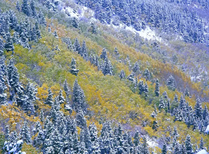 Aspen and Spruce trees dusted with snow, Rocky Mountain National Park, Colorado