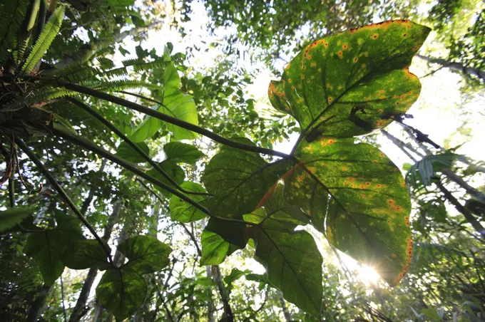 Rainforest interior, Peru