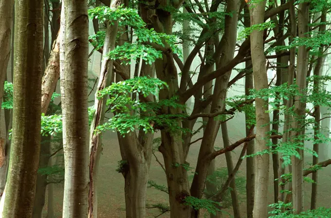 Beech (Fagus sp) old-growth forest, northern Europe