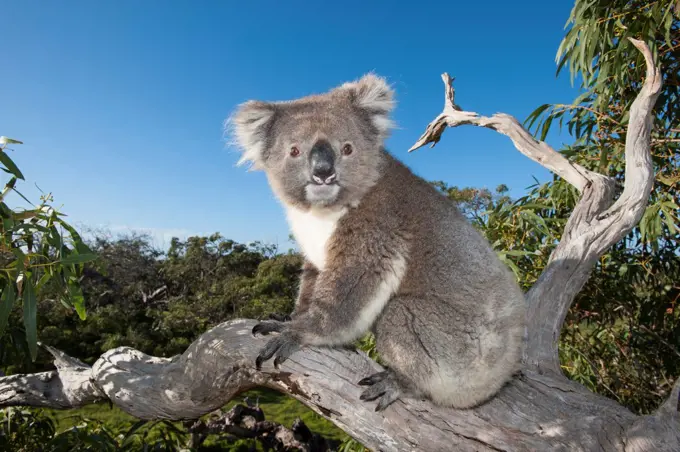 Koala (Phascolarctos cinereus) in tree, Port Lincoln, South Australia, Australia