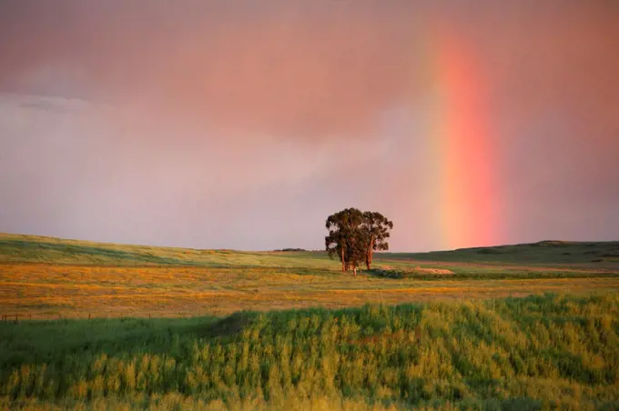 Rainbow over fields at twilight, Alentejo, Portugal