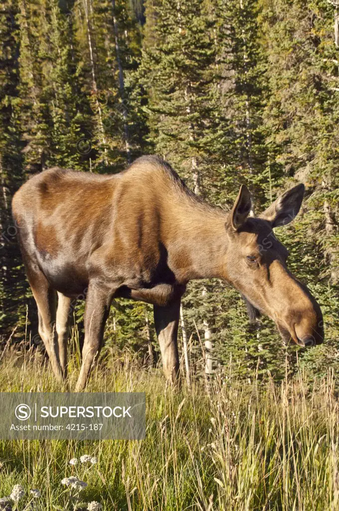 Moose (Alces alces) in a forest, Spray Valley Provincial Park, Kananaskis, Alberta, Canada