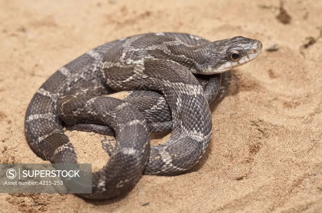 Close-up of a Texas Rat snake (Elaphe obsoleta lindheimeri) in desert, USA