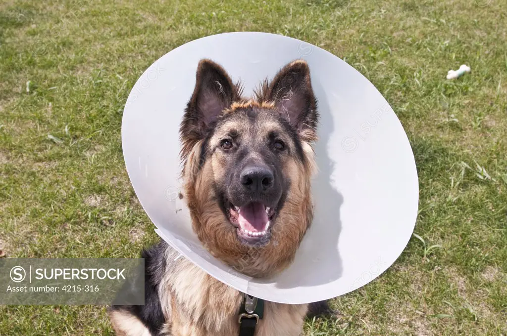 German shepherd wearing Elizabethan collar