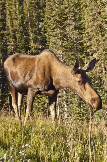 Moose (Alces alces) in a forest, Spray Valley Provincial Park, Kananaskis, Alberta, Canada